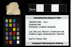 Foto (Objekt + Etiketten) von Decapoda indet. 